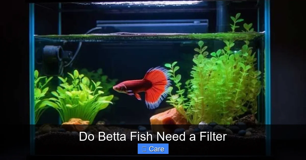 Do Betta Fish Need a Filter