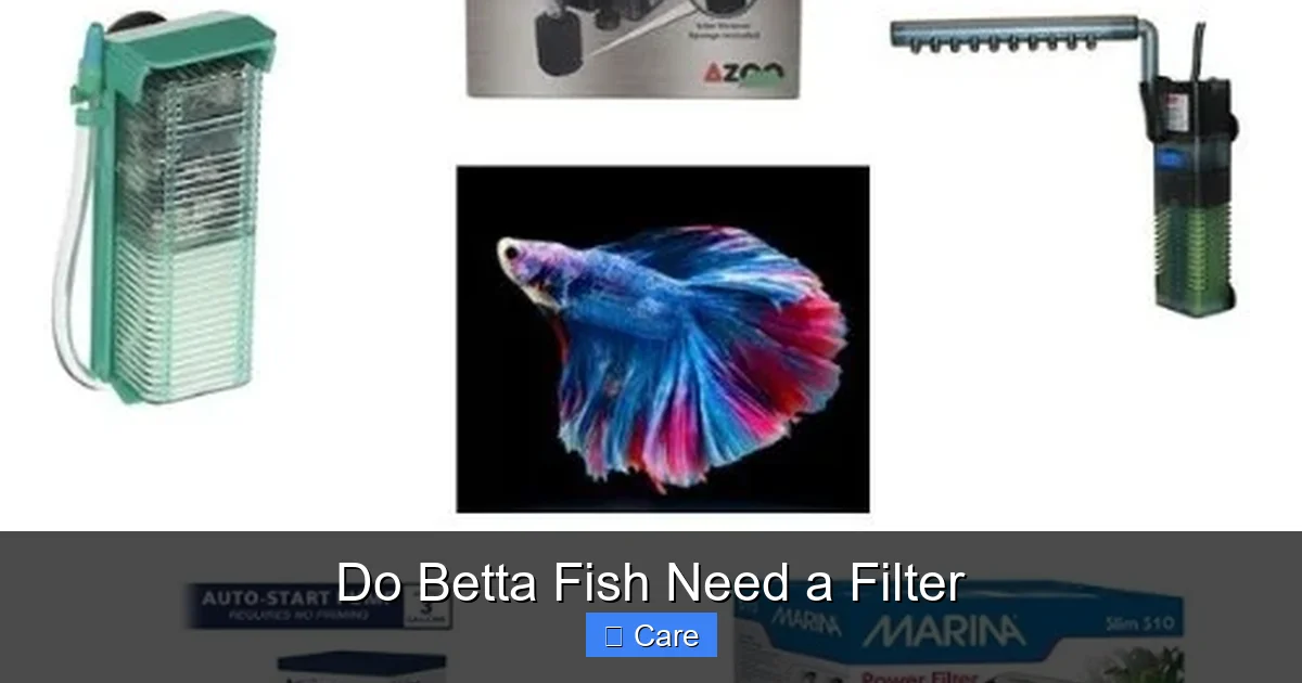 Do Betta Fish Need a Filter