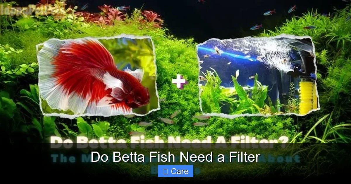 Do Betta Fish Need a Filter