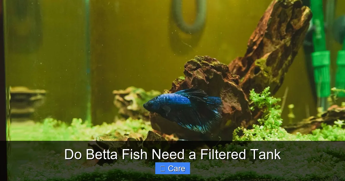 Do Betta Fish Need a Filtered Tank