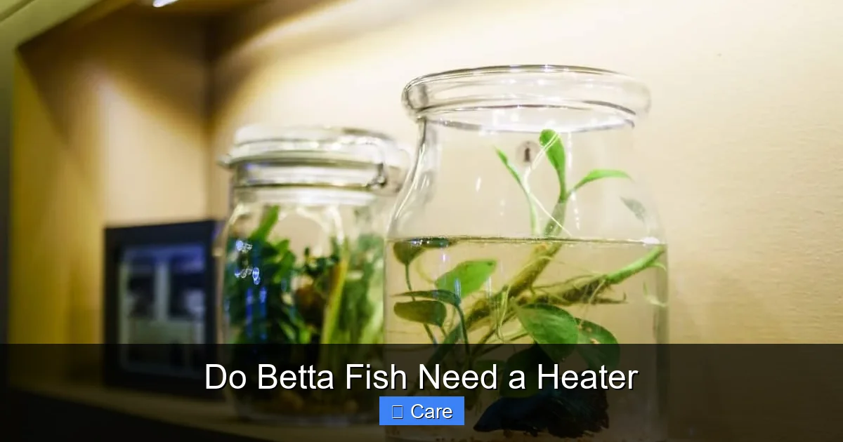 Do Betta Fish Need a Heater