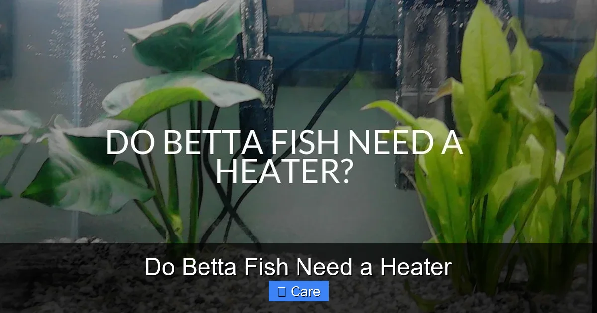 Do Betta Fish Need a Heater