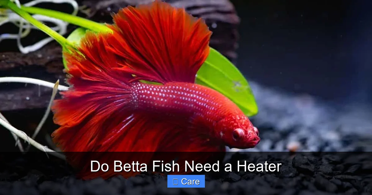 Do Betta Fish Need a Heater