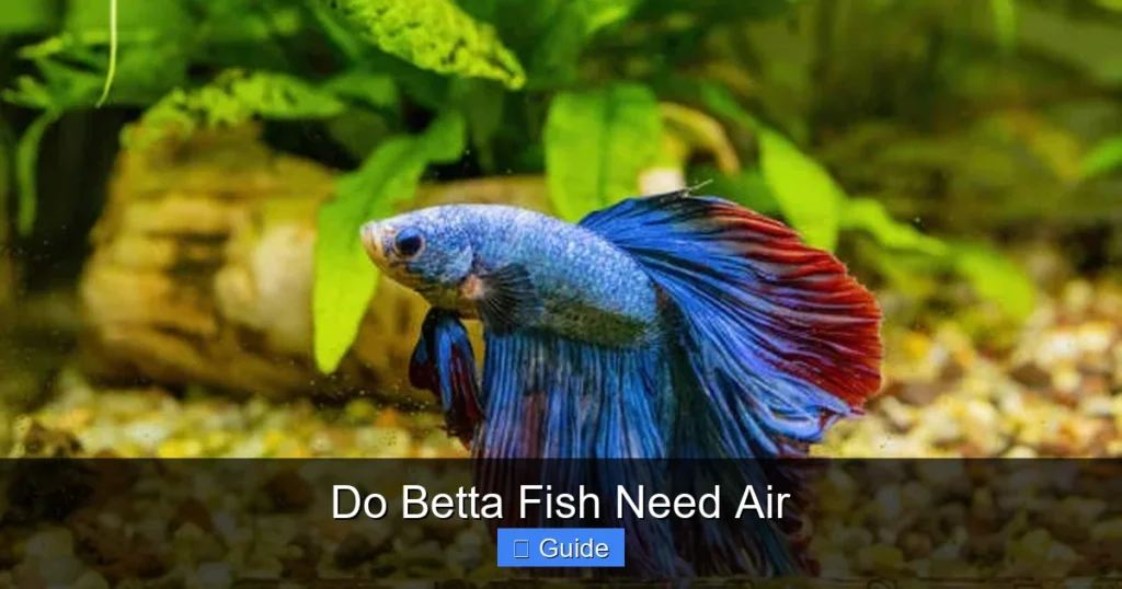 Do Betta Fish Need Air