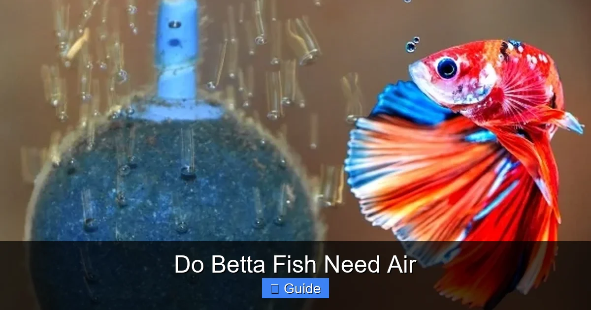 Do Betta Fish Need Air