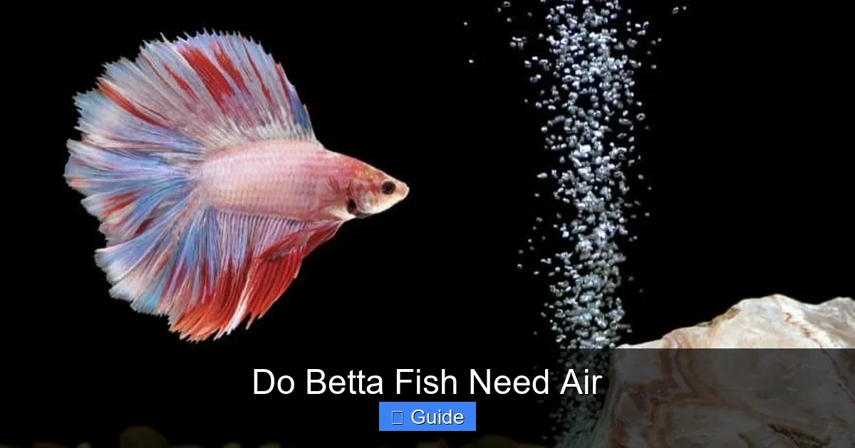 Do Betta Fish Need Air