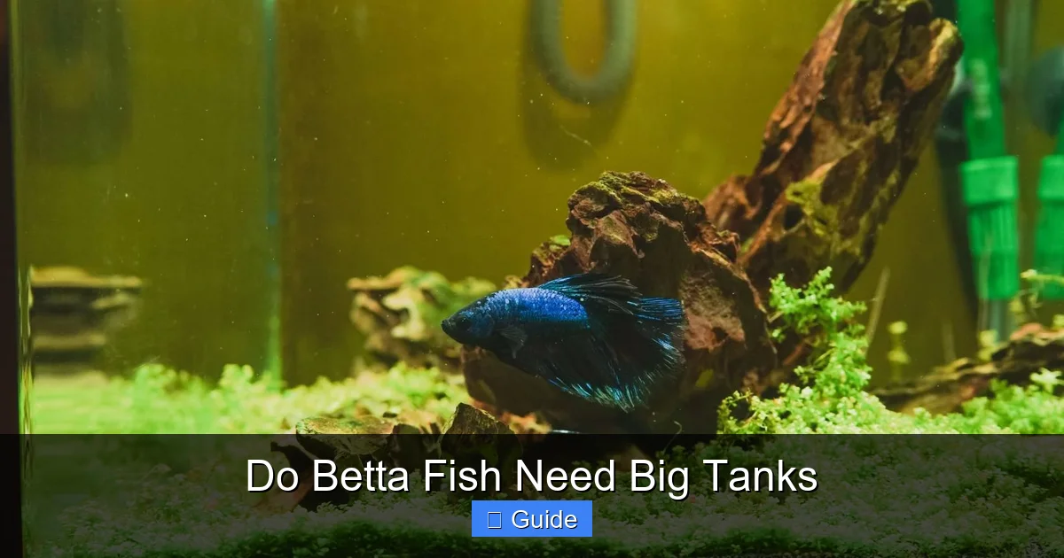 Do Betta Fish Need Big Tanks