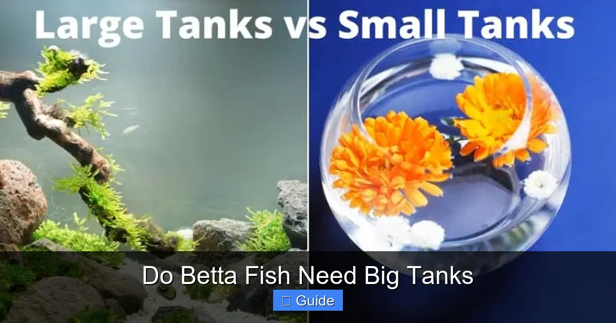 Do Betta Fish Need Big Tanks
