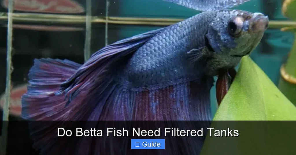 Do Betta Fish Need Filtered Tanks