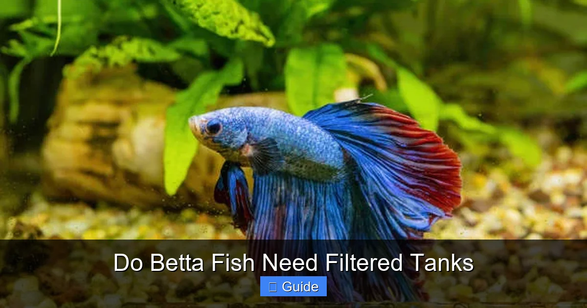 Do Betta Fish Need Filtered Tanks