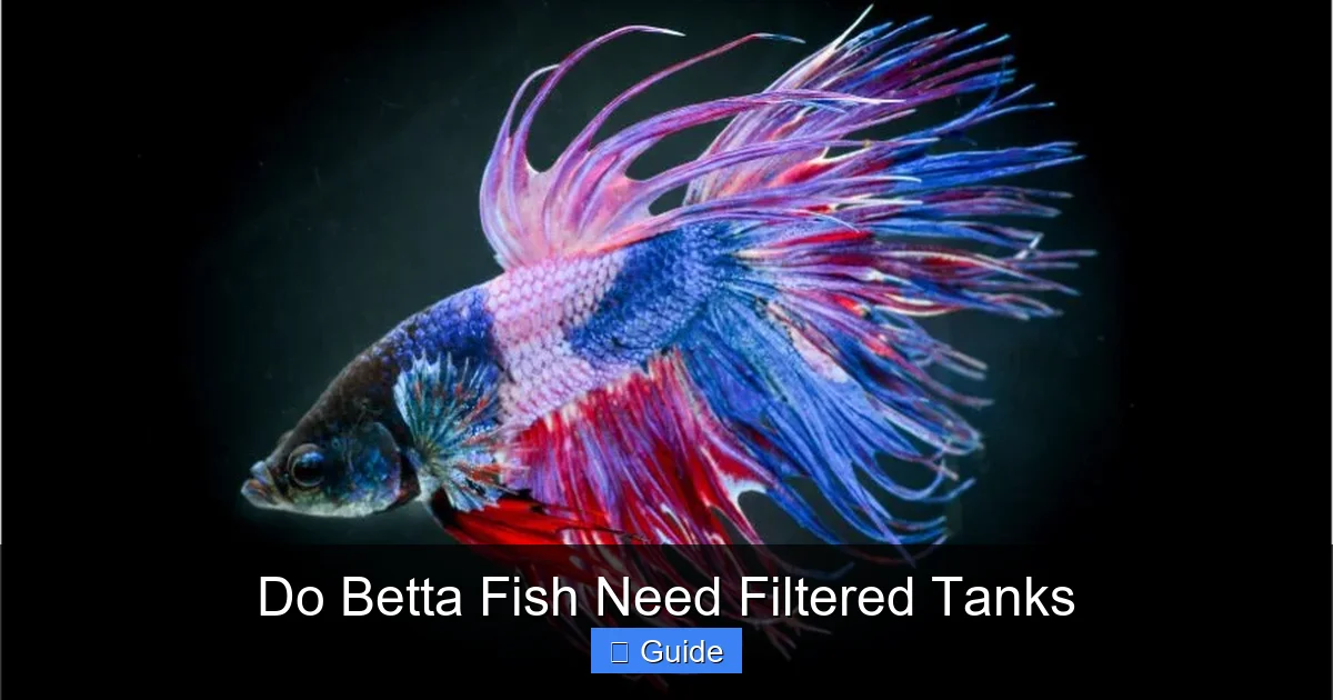 Do Betta Fish Need Filtered Tanks