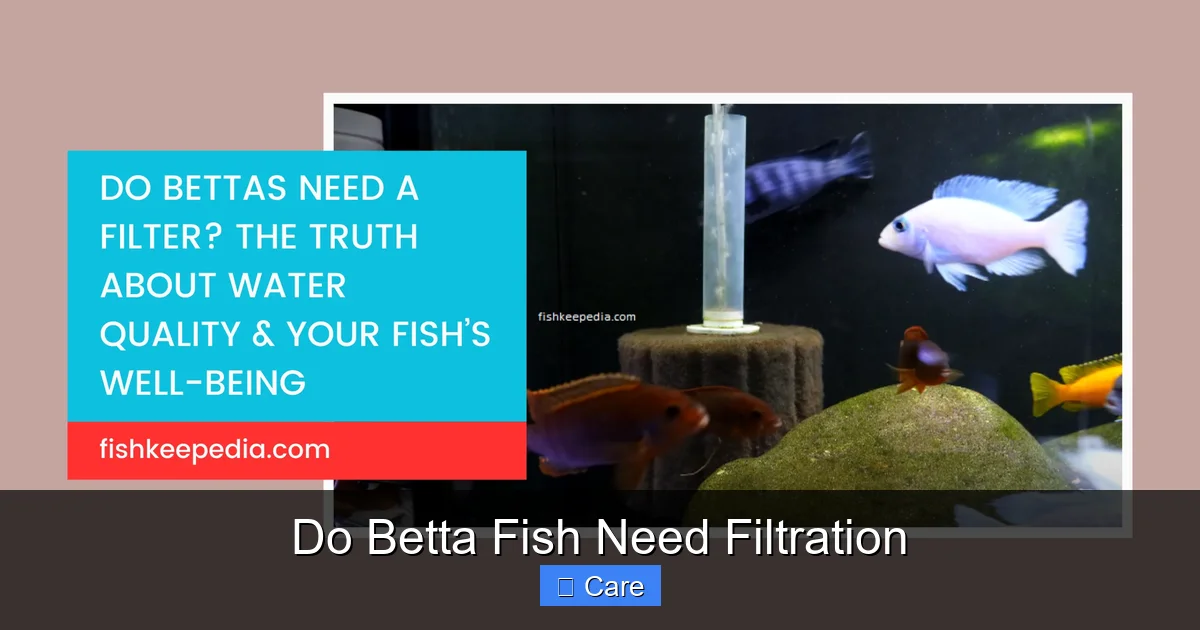 Do Betta Fish Need Filtration