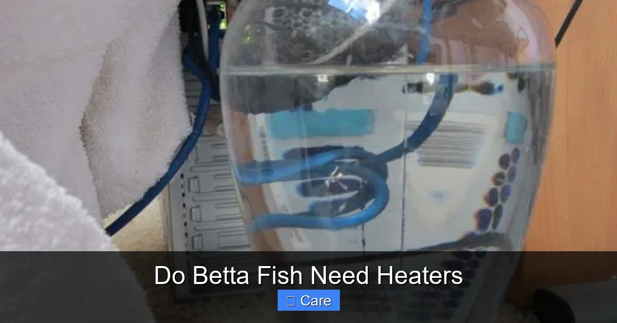 Do Betta Fish Need Heaters