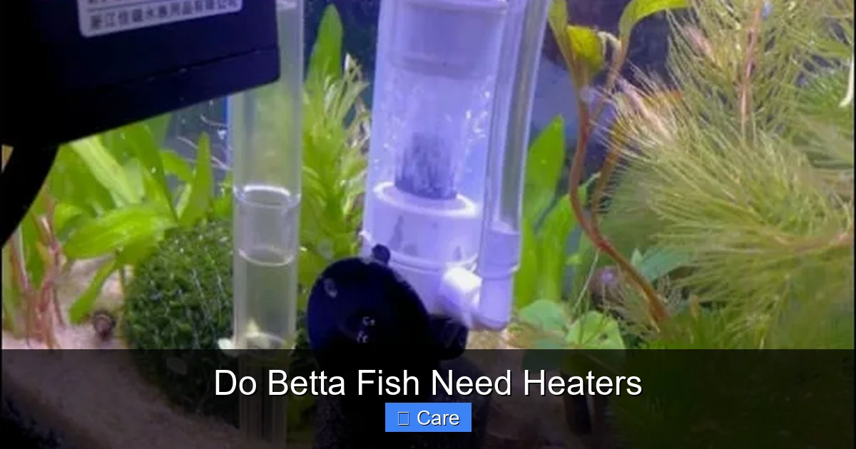Do Betta Fish Need Heaters