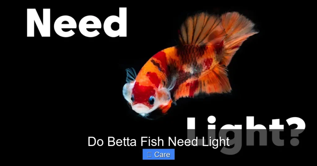 Do Betta Fish Need Light