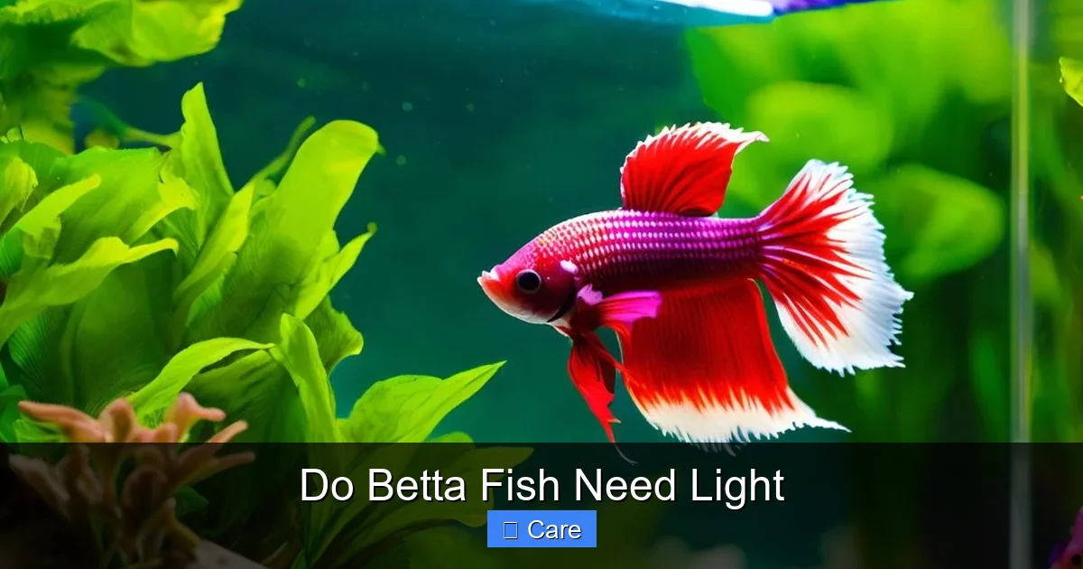 Do Betta Fish Need Light