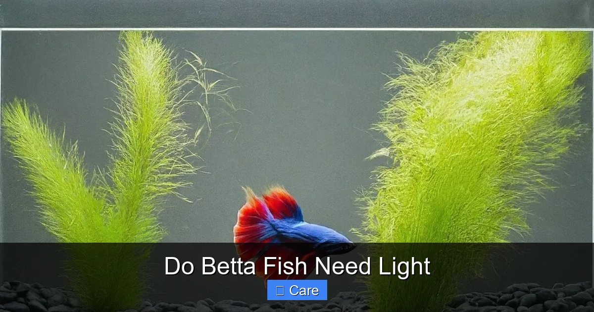 Do Betta Fish Need Light