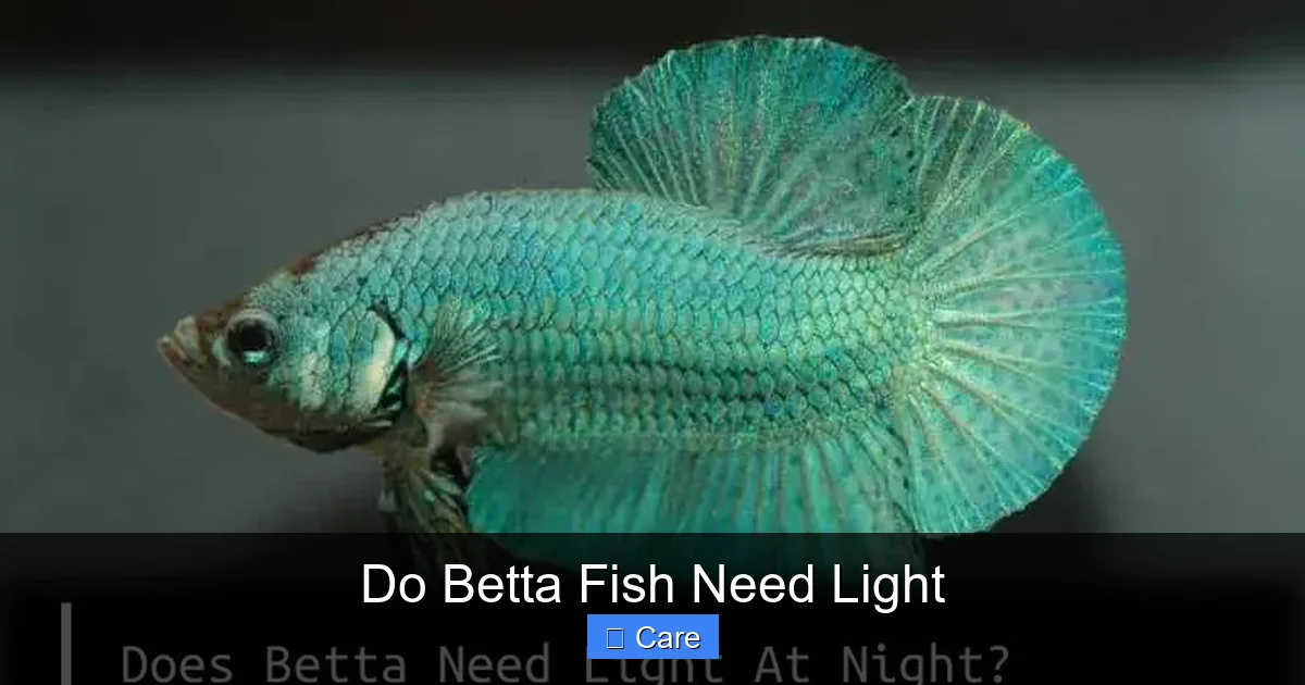 Do Betta Fish Need Light