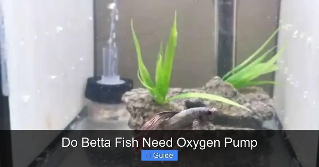 Do Betta Fish Need Oxygen Pump
