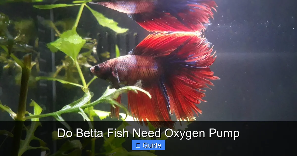 Do Betta Fish Need Oxygen Pump