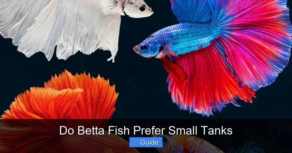 Do Betta Fish Prefer Small Tanks
