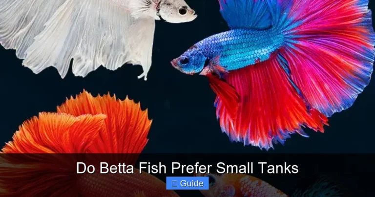 Do Betta Fish Prefer Small Tanks