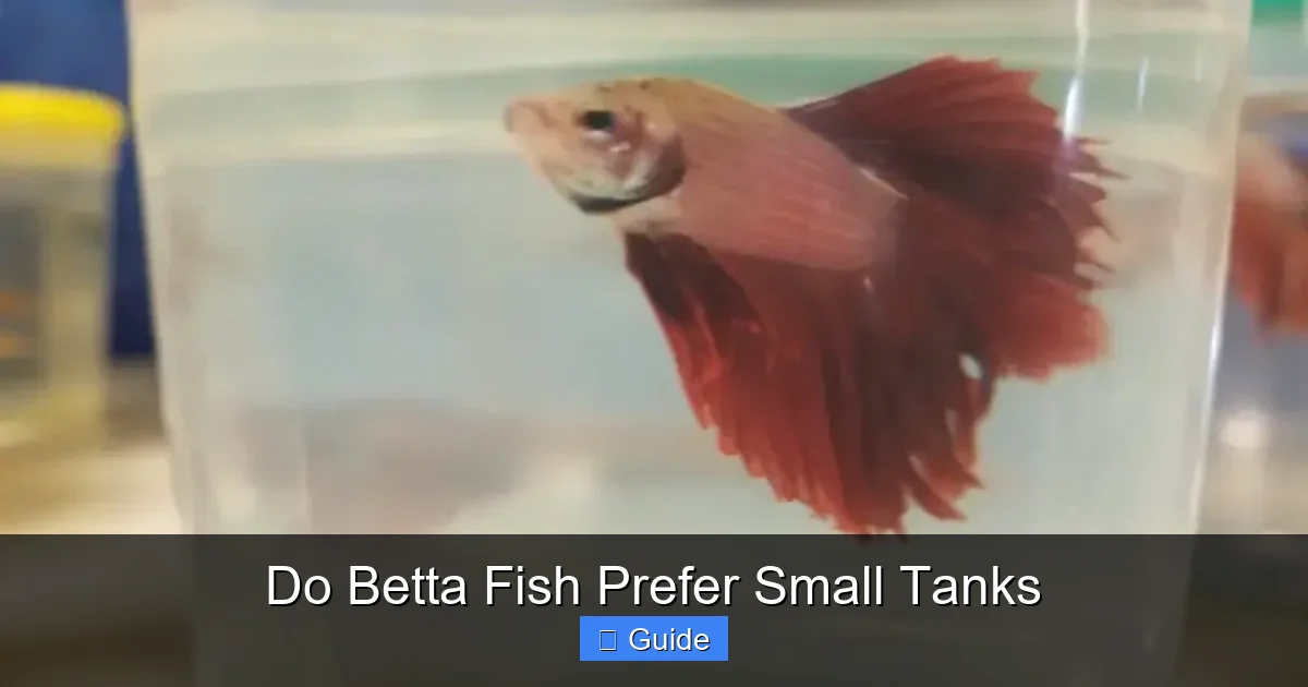 Do Betta Fish Prefer Small Tanks