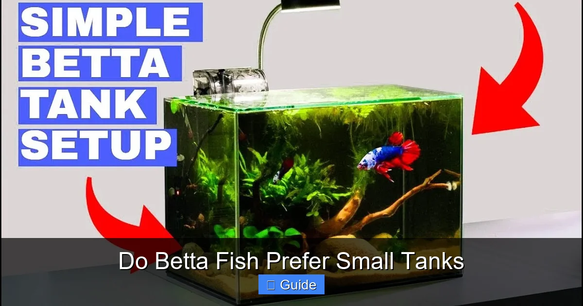 Do Betta Fish Prefer Small Tanks