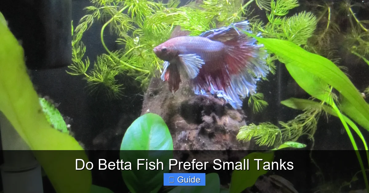 Do Betta Fish Prefer Small Tanks