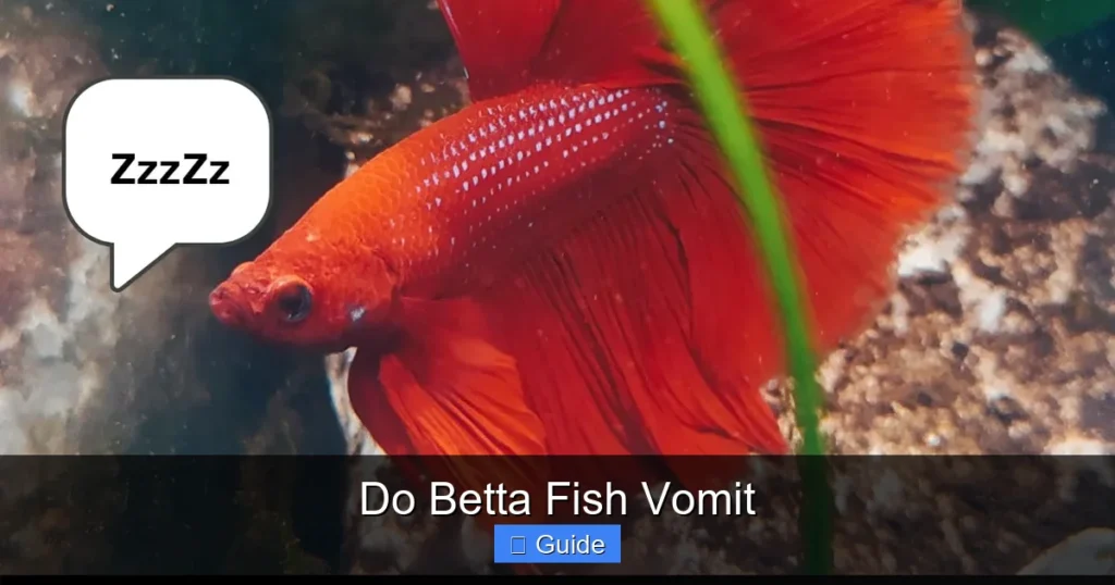 Do Betta Fish Vomit
