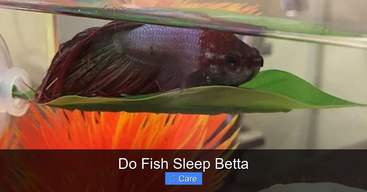 Do Fish Sleep Betta