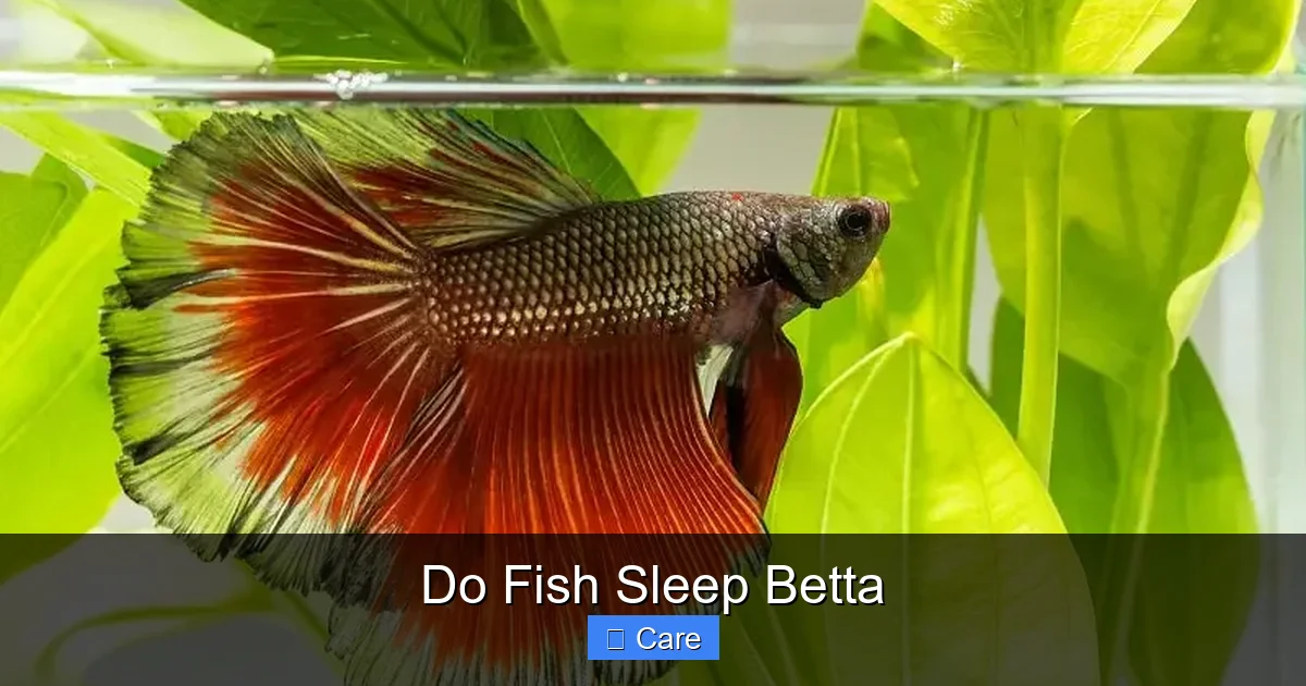 Do Fish Sleep Betta