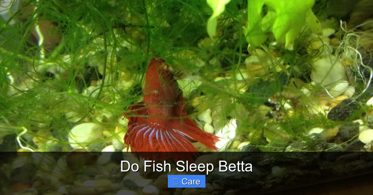Do Fish Sleep Betta