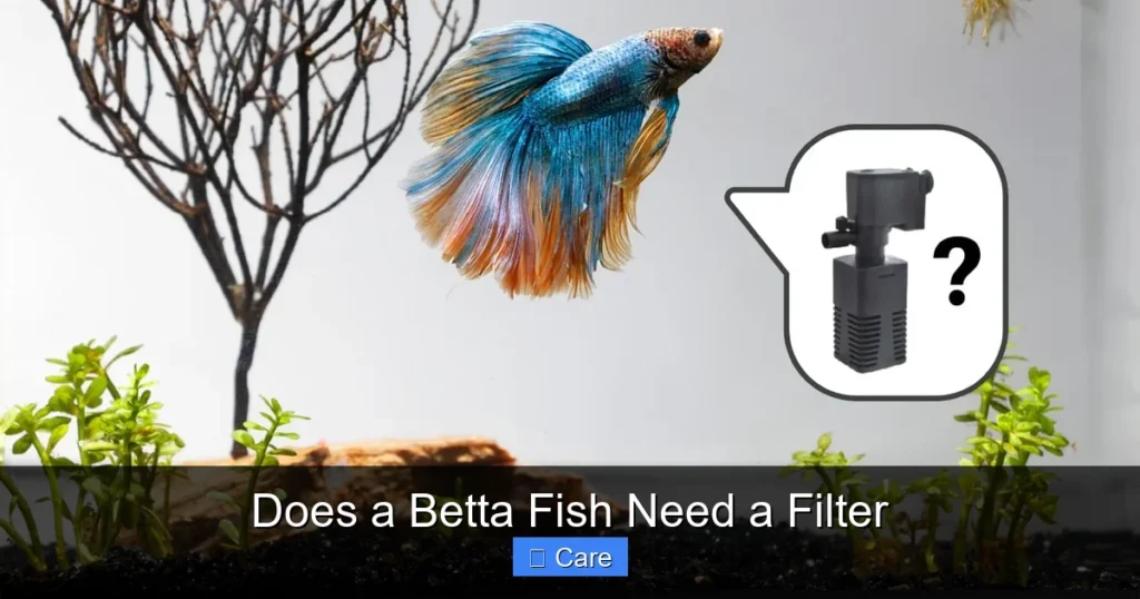 Does a Betta Fish Need a Filter