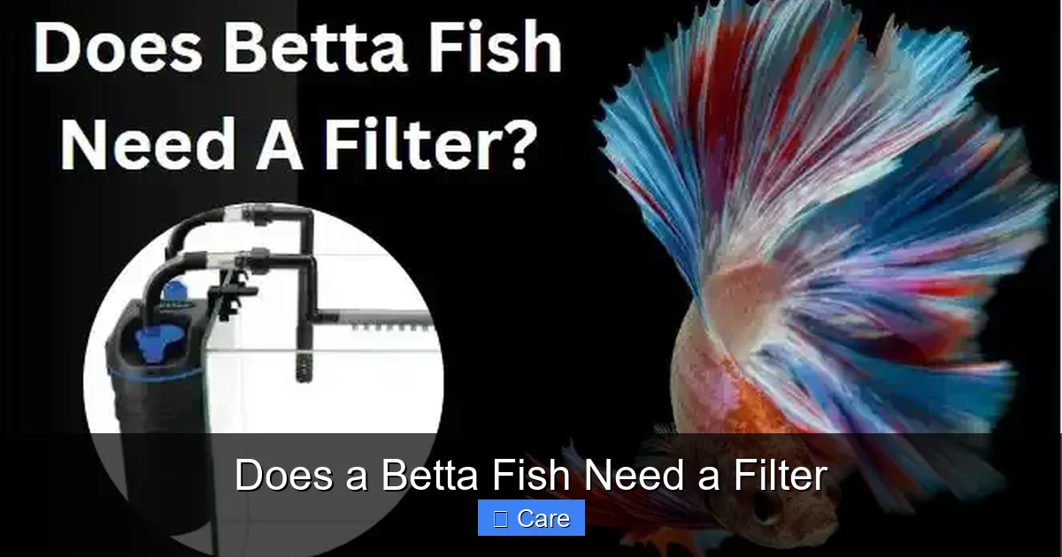 Does a Betta Fish Need a Filter