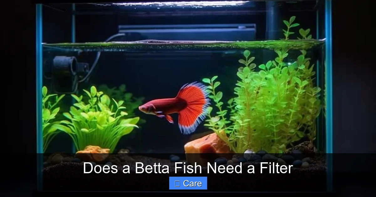 Does a Betta Fish Need a Filter