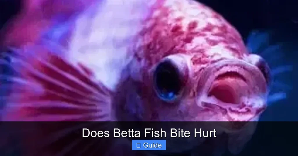 Does Betta Fish Bite Hurt