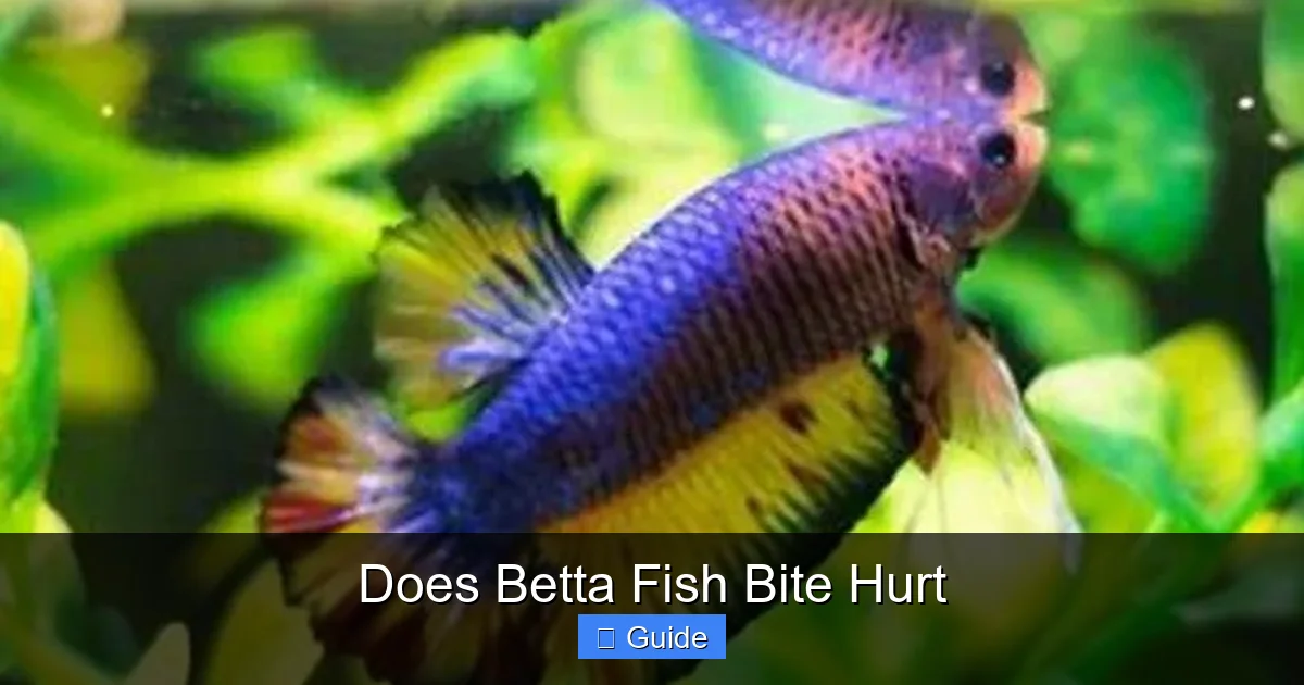 Does Betta Fish Bite Hurt