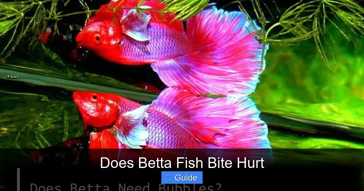 Does Betta Fish Bite Hurt