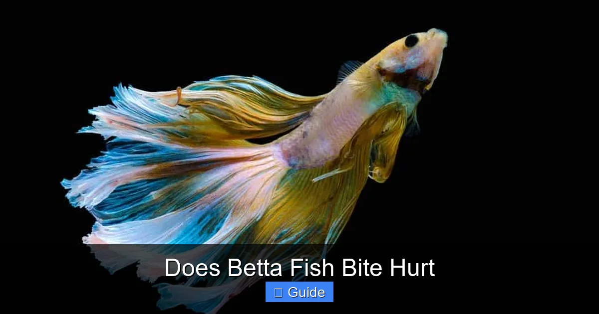 Does Betta Fish Bite Hurt