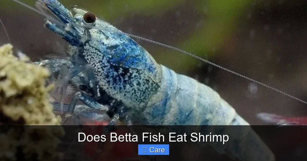 Does Betta Fish Eat Shrimp