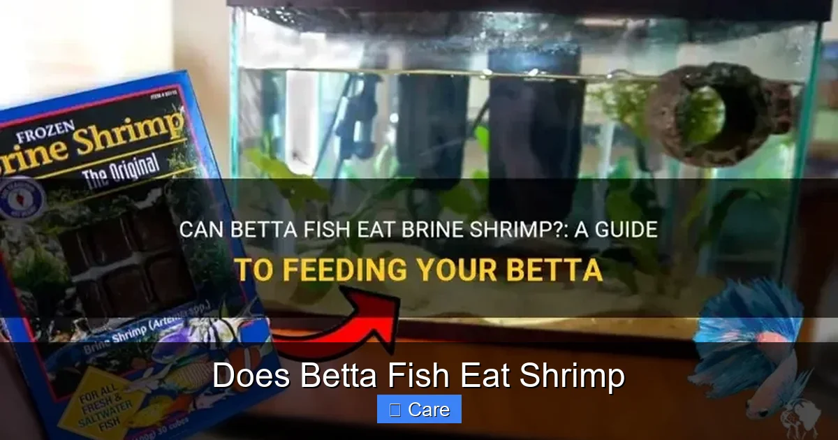 Does Betta Fish Eat Shrimp