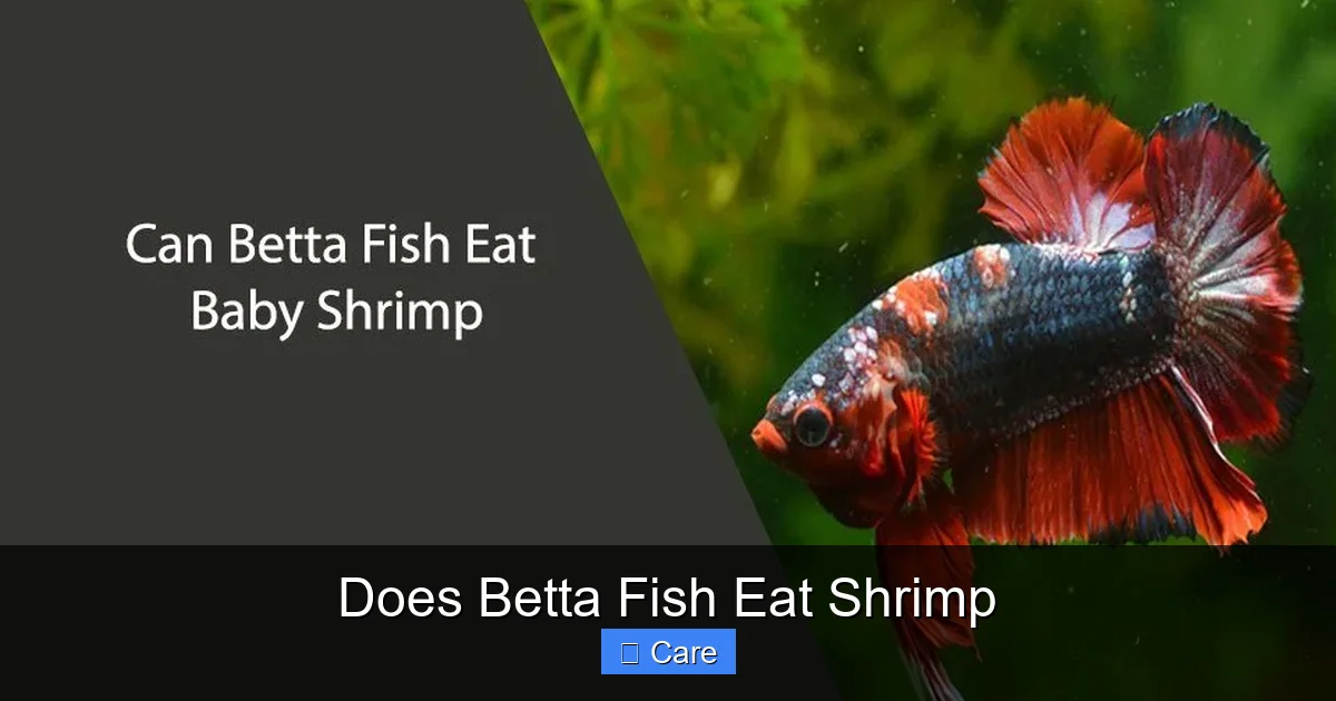 Does Betta Fish Eat Shrimp