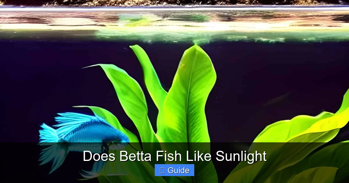 Does Betta Fish Like Sunlight