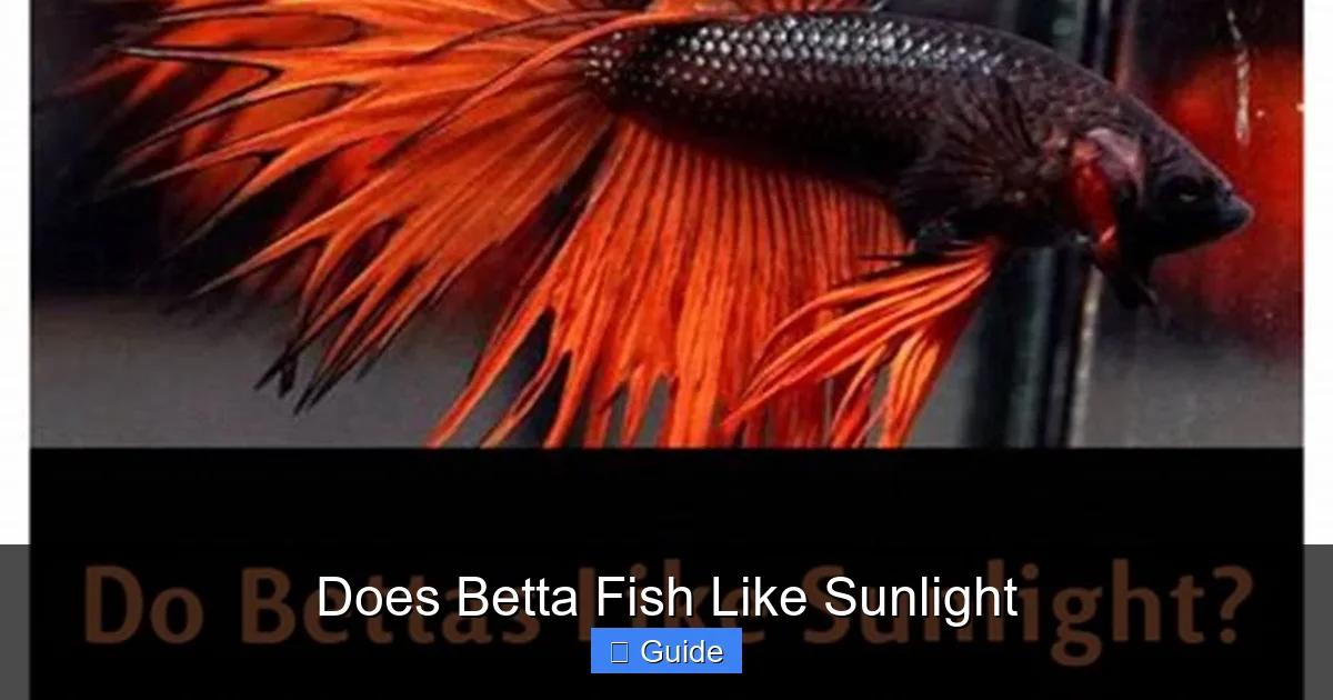Does Betta Fish Like Sunlight