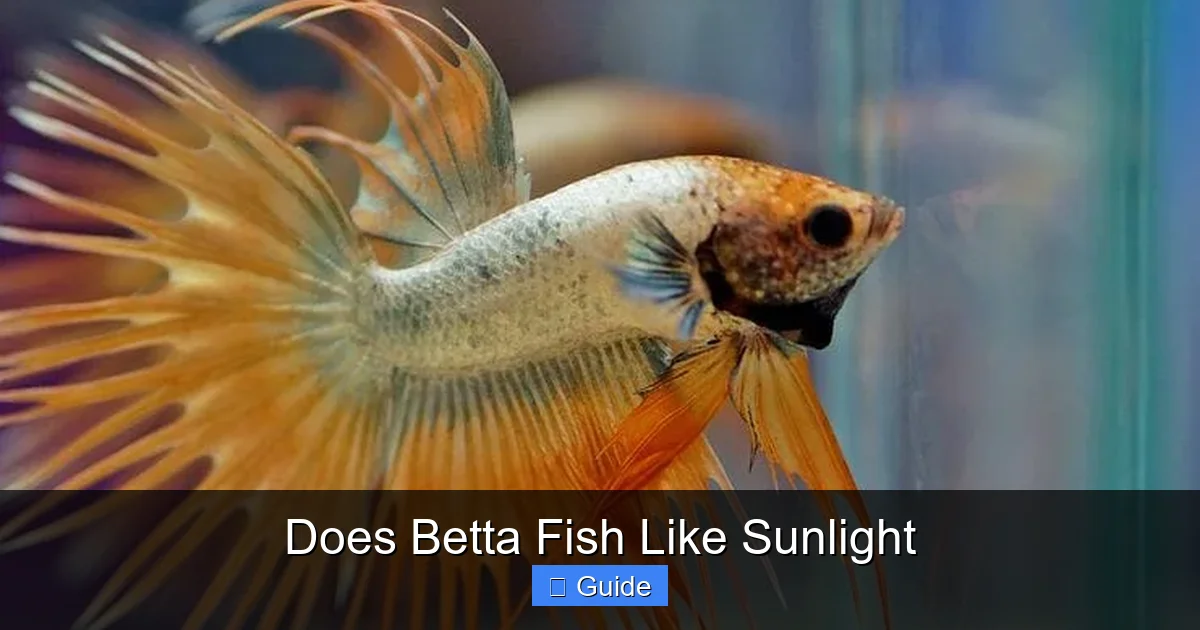 Does Betta Fish Like Sunlight