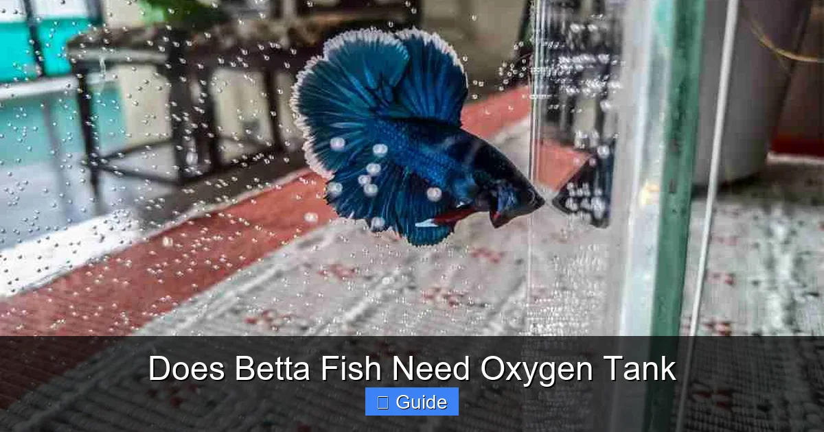 Does Betta Fish Need Oxygen Tank