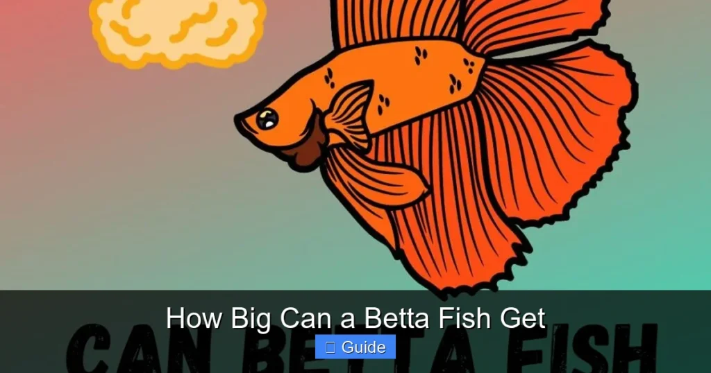 How Big Can a Betta Fish Get