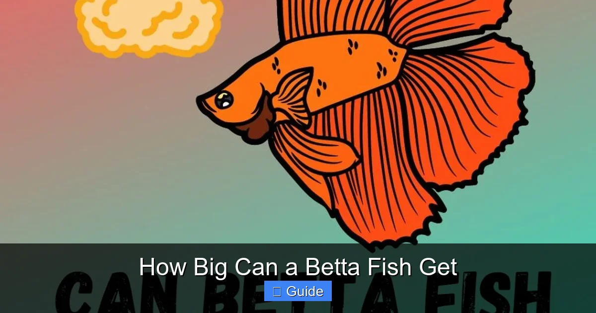 How Big Can a Betta Fish Get