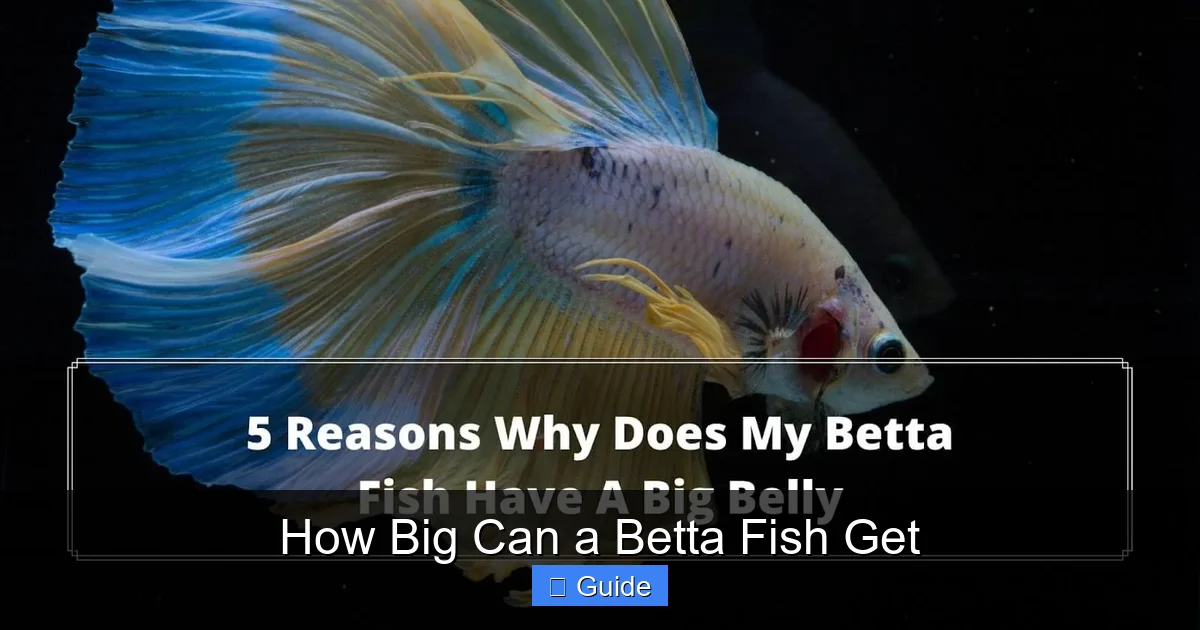 How Big Can a Betta Fish Get